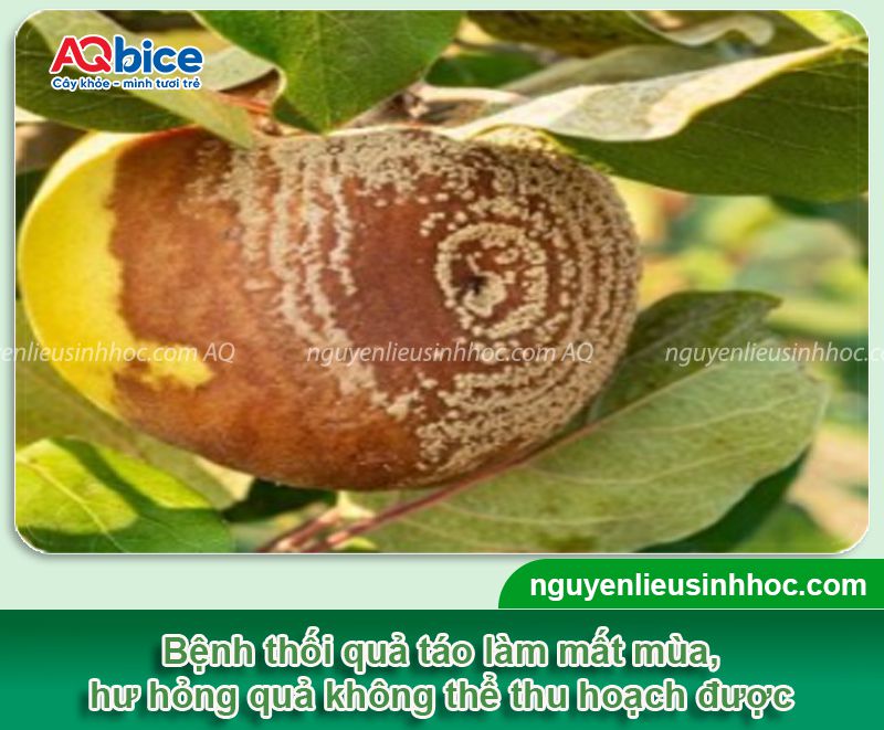 Các loại sâu bệnh hại trên cây táo: Tổng hợp & Cách xử lý 3 Phòng trừ các loại sâu bệnh hại trên cây táo hiệu quả triệt để