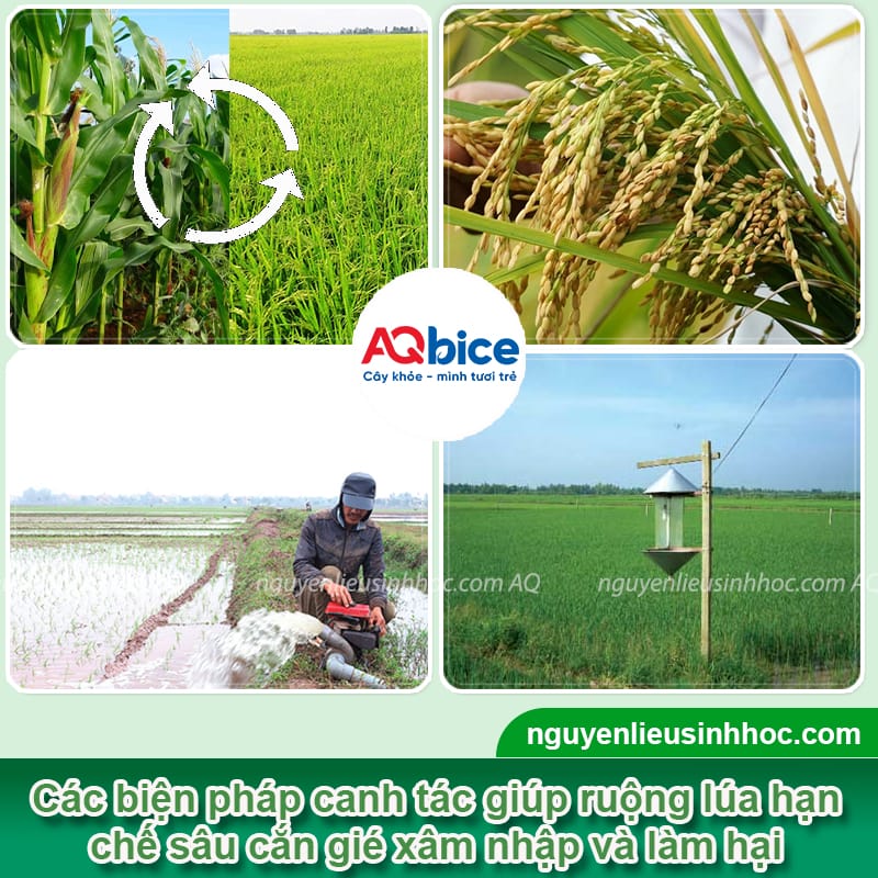 Sâu cắn gié hại lúa: Dấu hiệu và Biện pháp quản lý hiệu quả 4 Phòng trừ sâu cắn gié hại lúa bằng các phương pháp an toàn