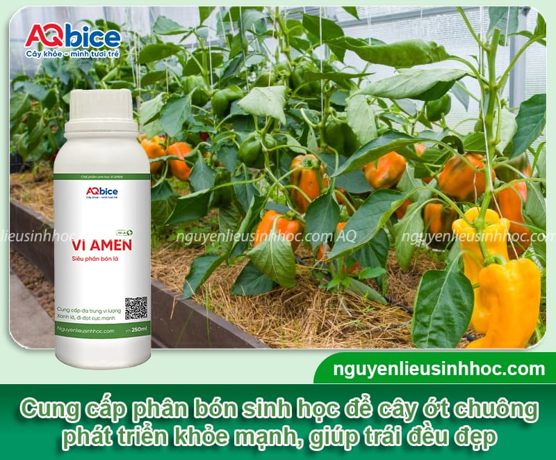 Trồng ớt chuông vào tháng mấy để hạn chế sâu bệnh 6 Trồng ớt chuông vào tháng mấy hạn chế sâu bệnh, quả dày thịt