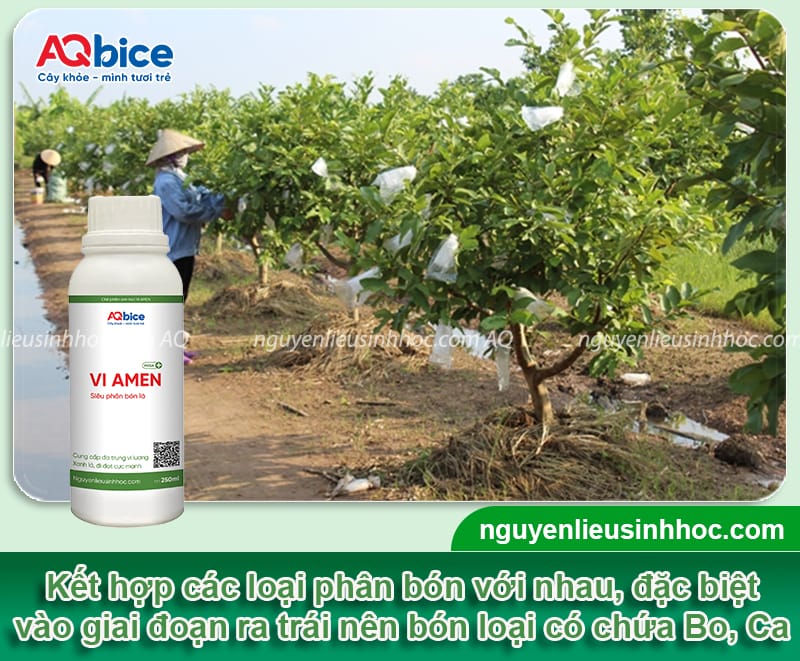 Cách chăm sóc cây ổi ra quả to ngọt, tránh rụng trái non 4 Cách chăm sóc cây ổi ra quả to ngọt, tránh rụng trái non