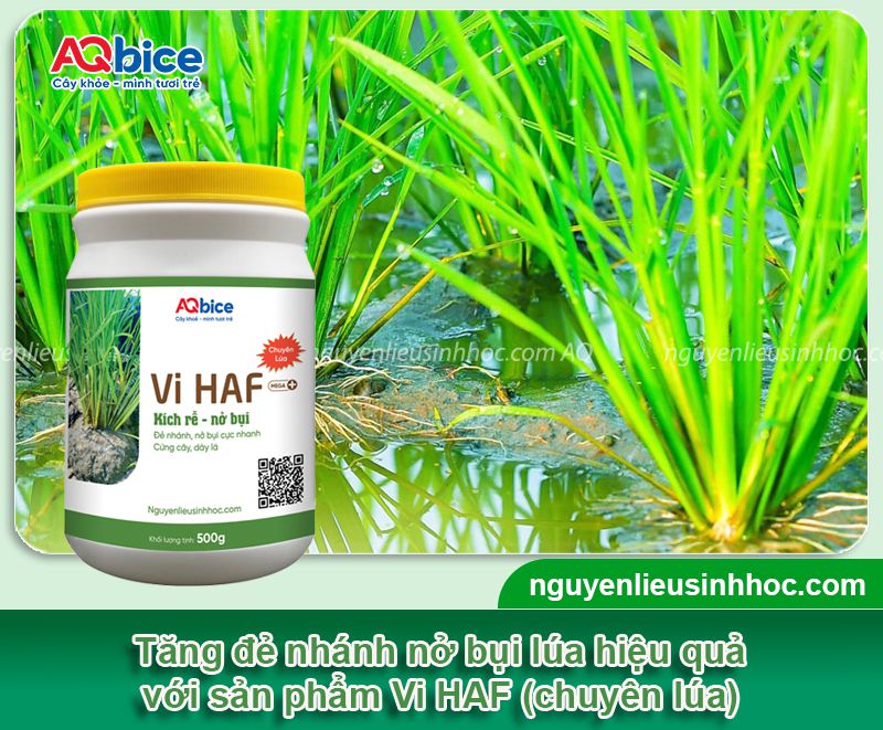 Thuốc sinh học cho lúa giúp nâng cao năng suất vụ mùa 3 Bộ sản phẩm thuốc sinh học cho lúa AQ nâng cao năng suất lúa