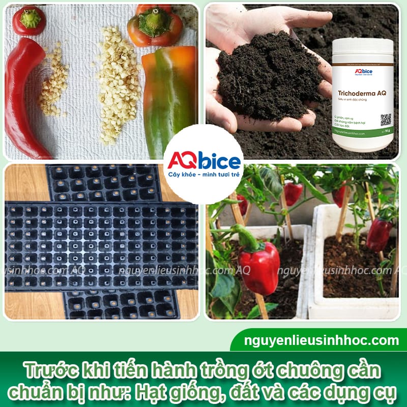 Trồng ớt chuông vào tháng mấy để hạn chế sâu bệnh 3 Trồng ớt chuông vào tháng mấy hạn chế sâu bệnh, quả dày thịt