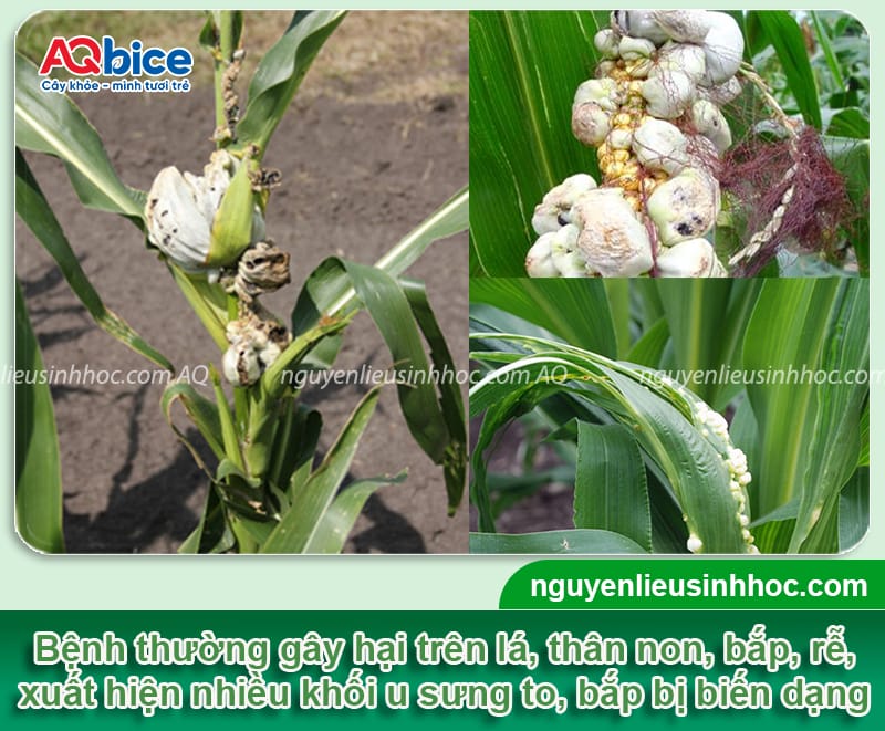 Bệnh ung thư ngô: Nguyên nhân và Cách xử lý hiệu quả 3 Nhận biết bệnh ung thư ngô và biện pháp phòng trừ hiệu quả