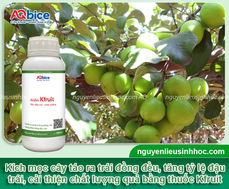 Cách xử lý cho táo đậu quả đều, cải thiện chất lượng trái 4 Cách xử lý cho táo đậu quả đều, cải thiện chất lượng trái
