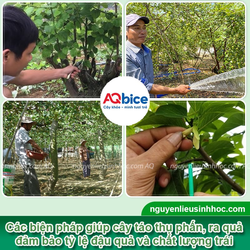 Cách xử lý cho táo đậu quả đều, cải thiện chất lượng trái 3 Cách xử lý cho táo đậu quả đều, cải thiện chất lượng trái