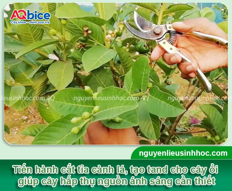 Cách chăm sóc cây ổi ra quả to ngọt, tránh rụng trái non 5 Cách chăm sóc cây ổi ra quả to ngọt, tránh rụng trái non