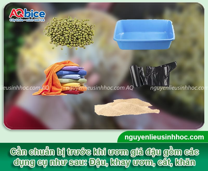 Hướng dẫn trồng giá bằng cát đơn giản, giá ra mập giòn 3 Hướng dẫn trồng giá bằng cát đảm bảo an toàn, giá mập giòn