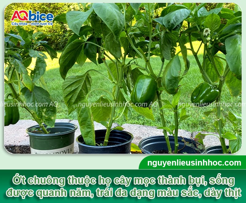Trồng ớt chuông vào tháng mấy để hạn chế sâu bệnh 2 Trồng ớt chuông vào tháng mấy hạn chế sâu bệnh, quả dày thịt
