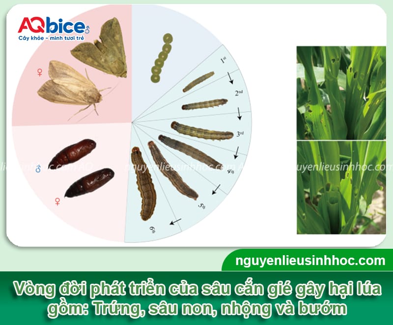 Sâu cắn gié hại lúa: Dấu hiệu và Biện pháp quản lý hiệu quả 2 Phòng trừ sâu cắn gié hại lúa bằng các phương pháp an toàn