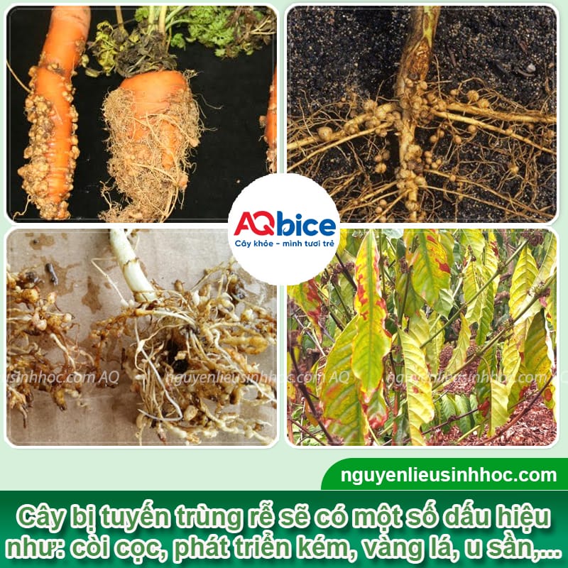 Thuốc trừ tuyến trùng sinh học tận gốc Padave Cha giúp bảo vệ bộ rễ cây