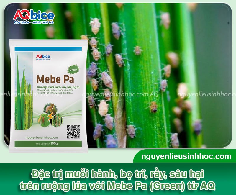 Thuốc sinh học cho lúa giúp nâng cao năng suất vụ mùa 8 Bộ sản phẩm thuốc sinh học cho lúa AQ nâng cao năng suất lúa