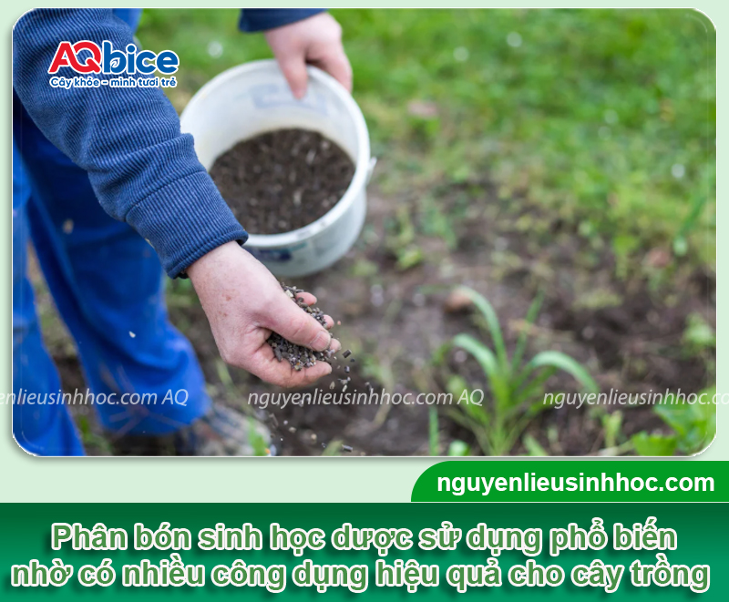 Các loại phân bón sinh học được ưa chuộng nhất năm 2025