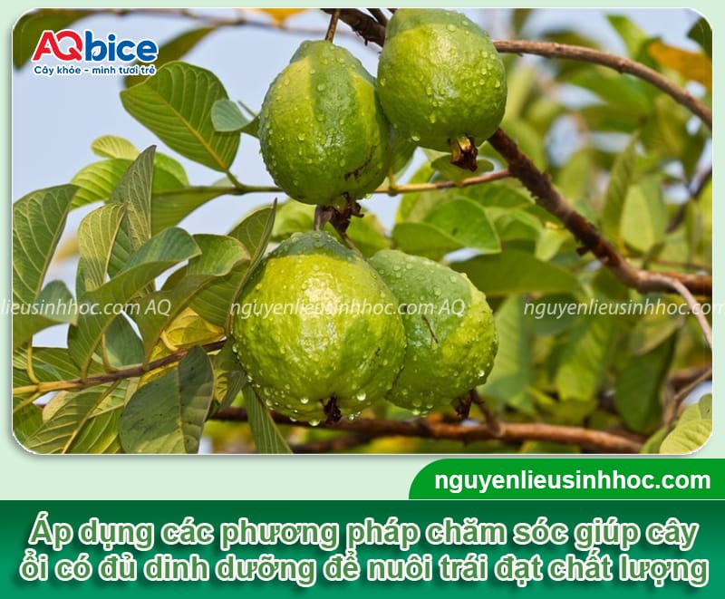 Cách chăm sóc cây ổi ra quả to ngọt, tránh rụng trái non
