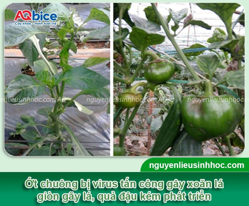 Ớt chuông bị xoăn lá: Nguyên nhân & Cách phòng trừ hiệu quả 3 Ớt chuông bị xoăn lá: Nguyên nhân, cách phòng trị hiệu quả