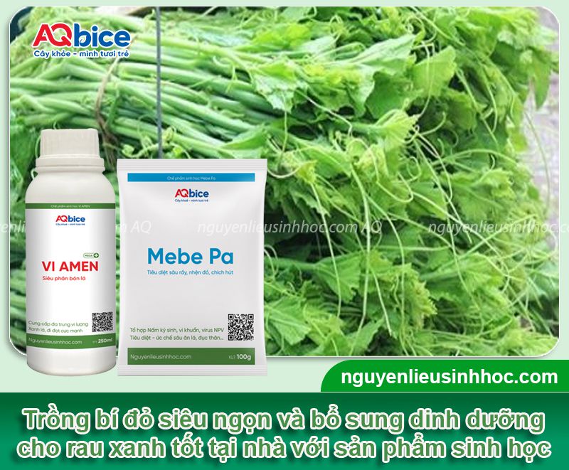 Trồng bí đỏ lấy ngọn tại nhà năng suất cao thu hoạch quanh năm