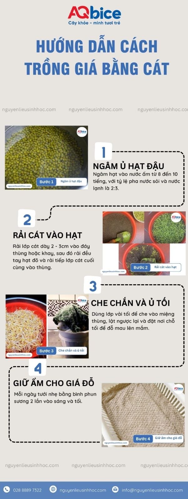 Hướng dẫn trồng giá bằng cát đơn giản, giá ra mập giòn 4 Hướng dẫn trồng giá bằng cát đảm bảo an toàn, giá mập giòn