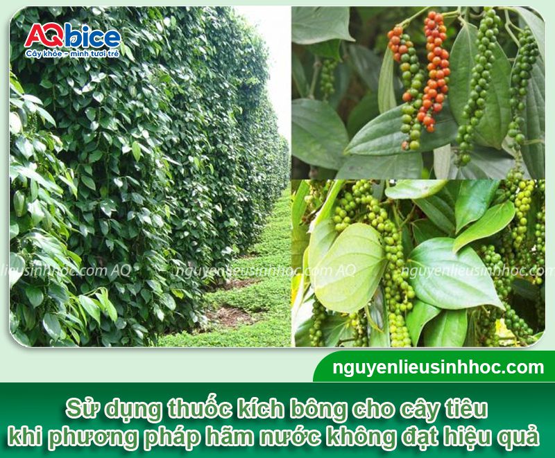 Thuốc kích bông tiêu Bloom giúp hoa ra đồng loạt, chuỗi dài 2 Thuốc kích bông tiêu Bloom ra hoa đồng loạt, năng suất cao