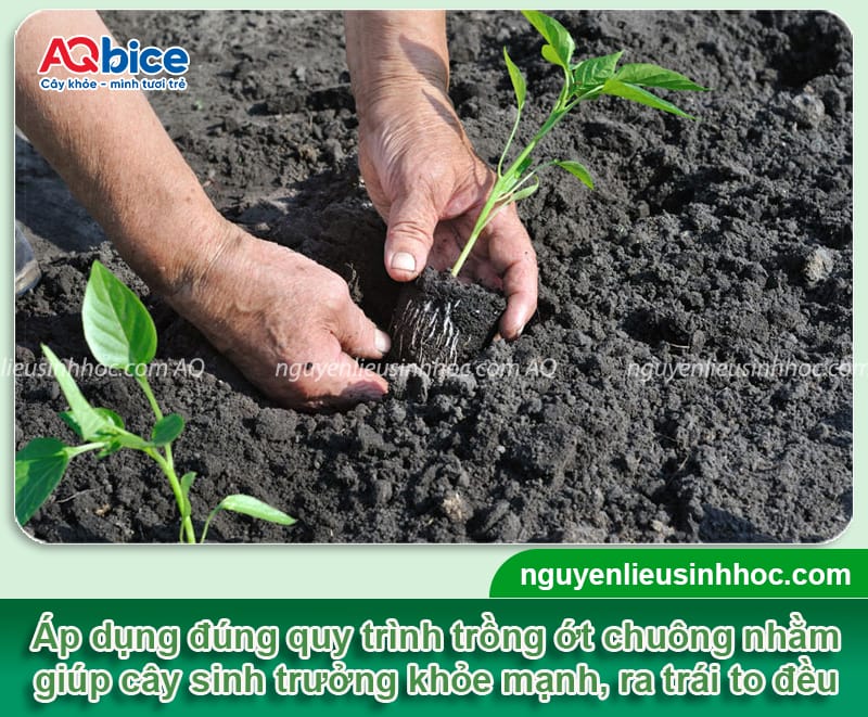 Trồng ớt chuông vào tháng mấy để hạn chế sâu bệnh 4 Trồng ớt chuông vào tháng mấy hạn chế sâu bệnh, quả dày thịt