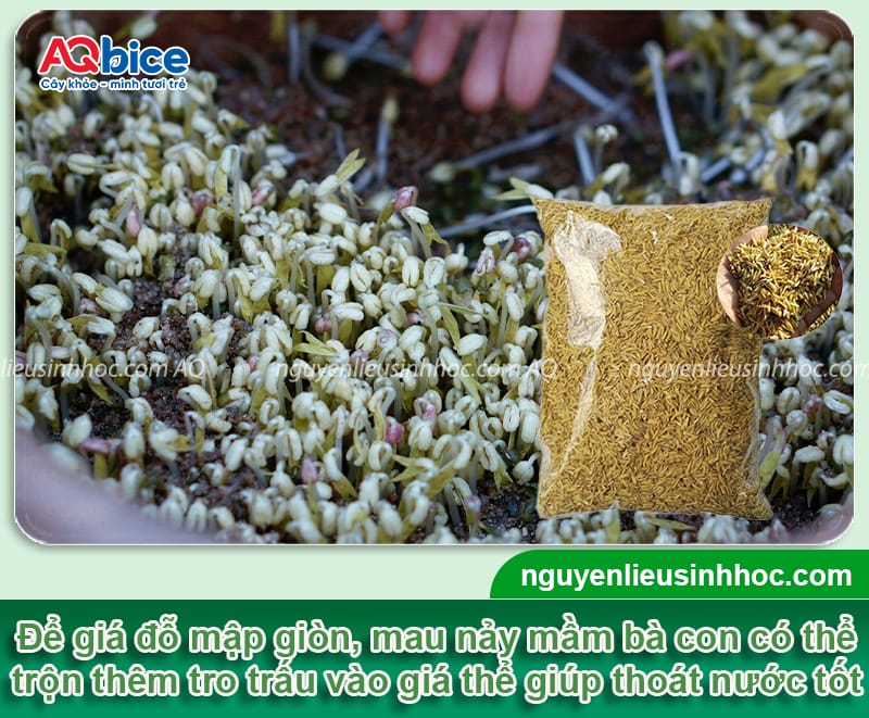 Hướng dẫn trồng giá bằng cát đơn giản, giá ra mập giòn 5 Hướng dẫn trồng giá bằng cát đảm bảo an toàn, giá mập giòn