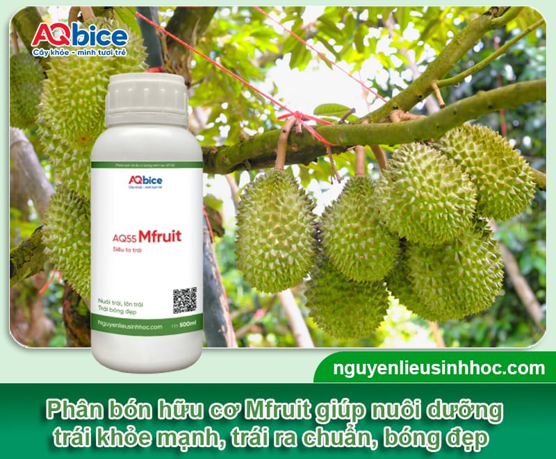 Các loại phân bón sinh học được ưa chuộng nhất năm 2025