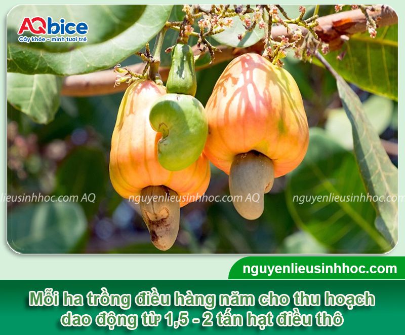 1 ha trồng được bao nhiêu cây điều? Chi phí & năng suất 3 1 ha trồng được bao nhiêu cây điều? Chi phí, năng suất canh tác