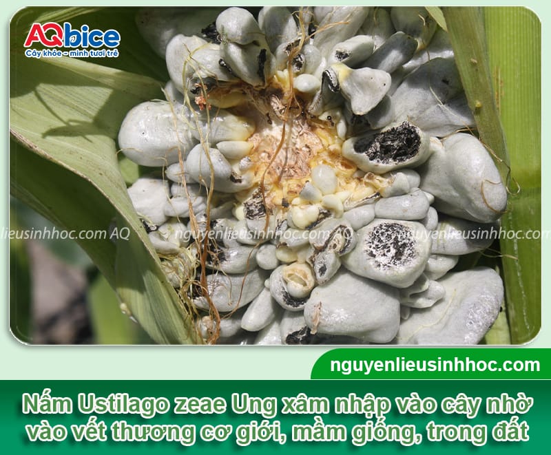 Bệnh ung thư ngô: Nguyên nhân và Cách xử lý hiệu quả 2 Nhận biết bệnh ung thư ngô và biện pháp phòng trừ hiệu quả