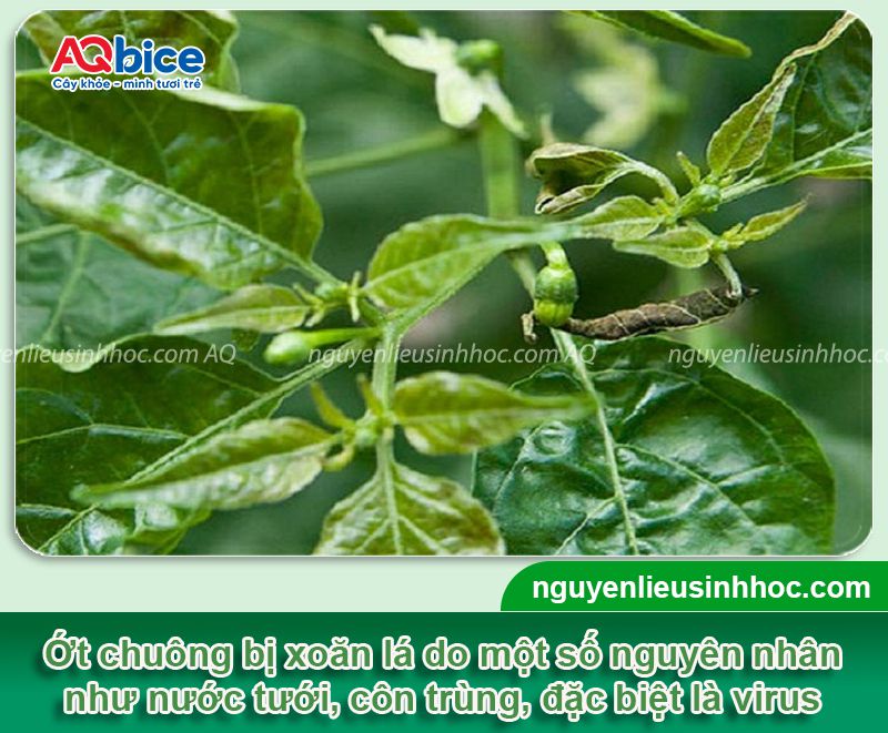 Ớt chuông bị xoăn lá: Nguyên nhân & Cách phòng trừ hiệu quả 2 Ớt chuông bị xoăn lá: Nguyên nhân, cách phòng trị hiệu quả