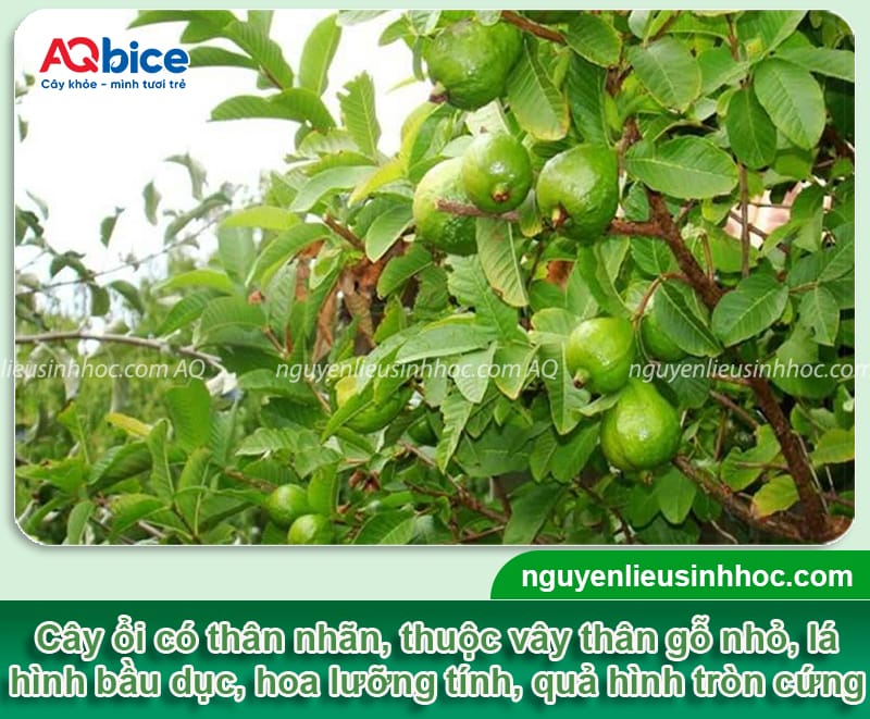 Cách chăm sóc cây ổi ra quả to ngọt, tránh rụng trái non 2 Cách chăm sóc cây ổi ra quả to ngọt, tránh rụng trái non