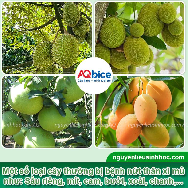 Phy Fusaco + Nano Cu Gold: Trị nứt thân xì mủ - Rửa vườn, sát khuẩn trừ nấm, tẩy rong rêu 4 Thuốc đặc trị nứt thân xì mủ, tẩy rong rêu, trừ nấm khuẩn