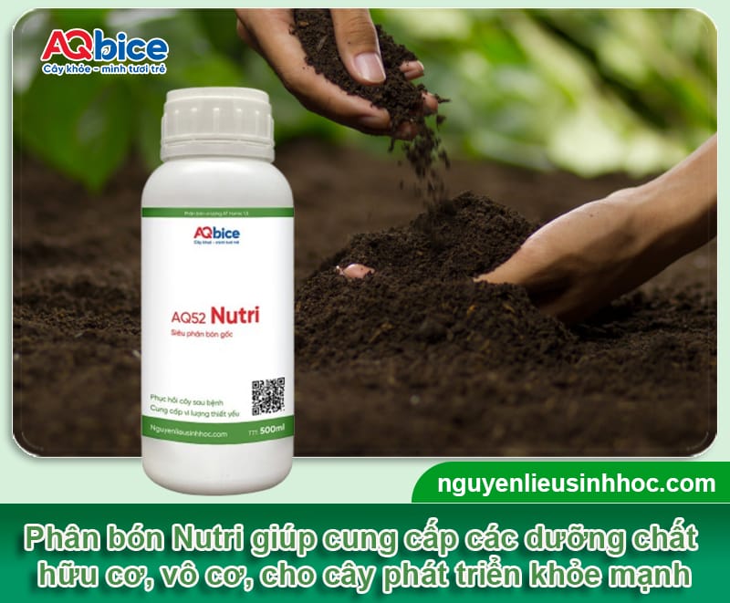 Các loại phân bón sinh học được ưa chuộng nhất năm 2025