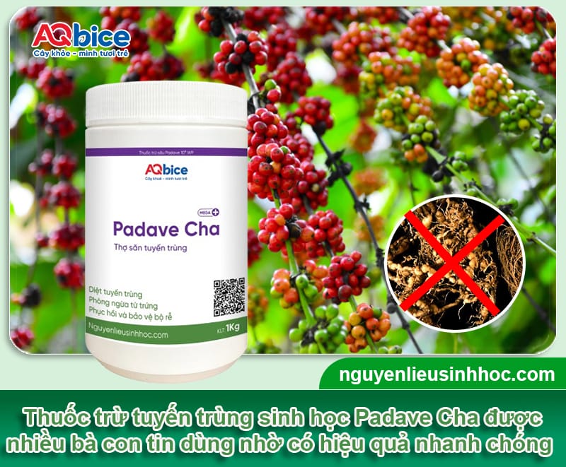 Thuốc trừ tuyến trùng sinh học tận gốc Padave Cha giúp bảo vệ bộ rễ cây