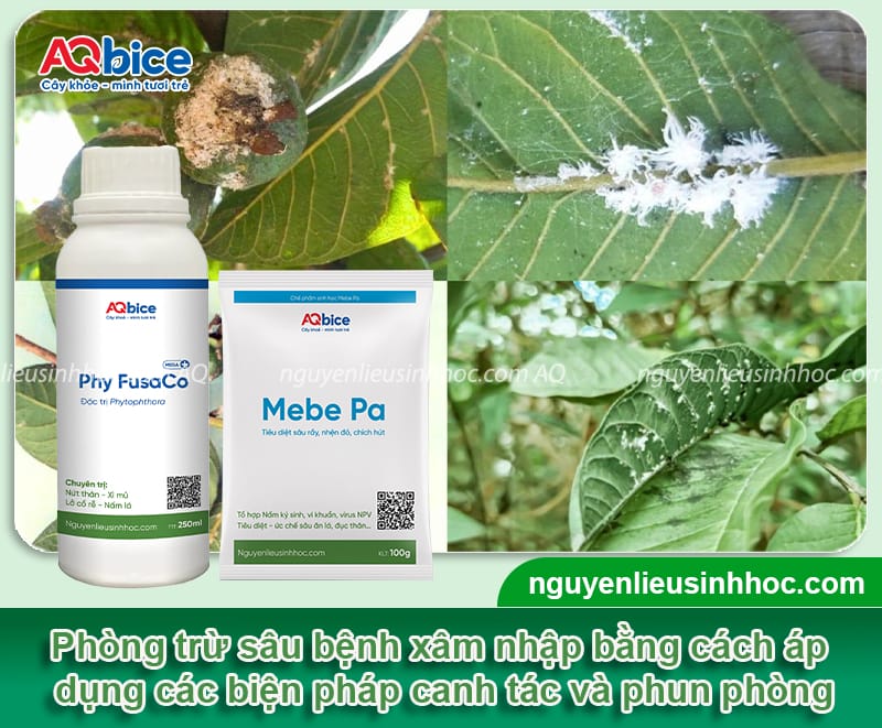 Cách chăm sóc cây ổi ra quả to ngọt, tránh rụng trái non 8 Cách chăm sóc cây ổi ra quả to ngọt, tránh rụng trái non