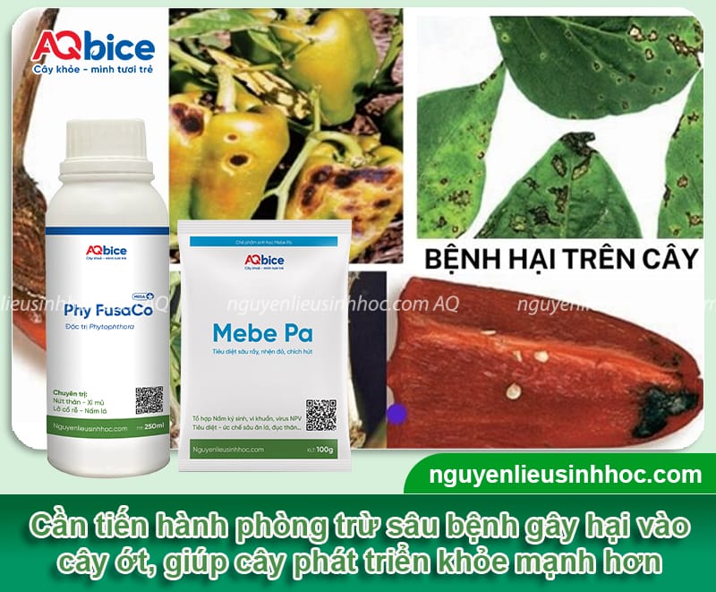 Trồng ớt chuông vào tháng mấy để hạn chế sâu bệnh 7 Trồng ớt chuông vào tháng mấy hạn chế sâu bệnh, quả dày thịt