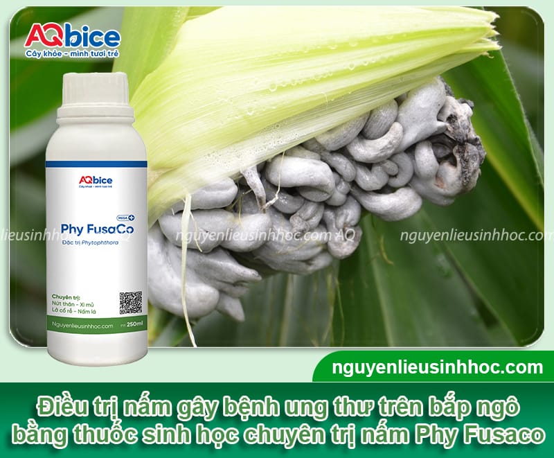 Bệnh ung thư ngô: Nguyên nhân và Cách xử lý hiệu quả 5 Nhận biết bệnh ung thư ngô và biện pháp phòng trừ hiệu quả
