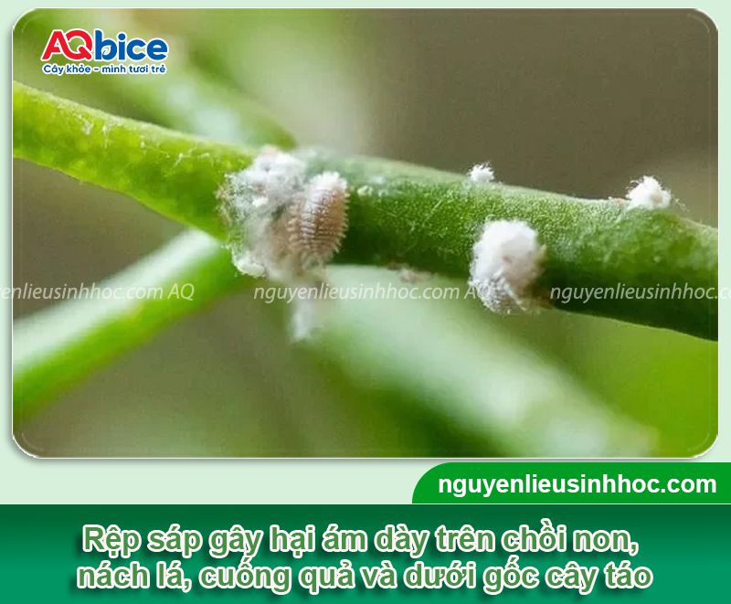 Các loại sâu bệnh hại trên cây táo: Tổng hợp & Cách xử lý 5 Phòng trừ các loại sâu bệnh hại trên cây táo hiệu quả triệt để