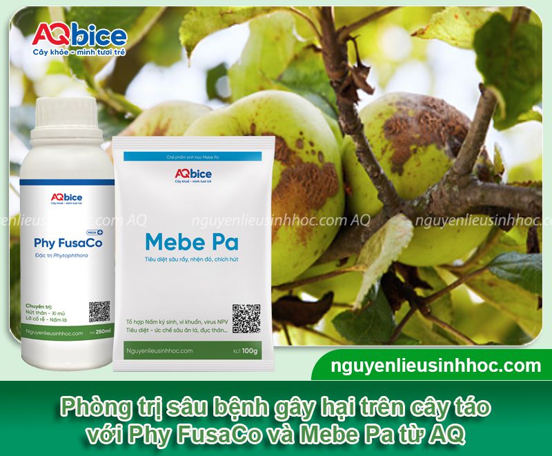 Phòng trừ các loại sâu bệnh hại trên cây táo hiệu quả triệt để