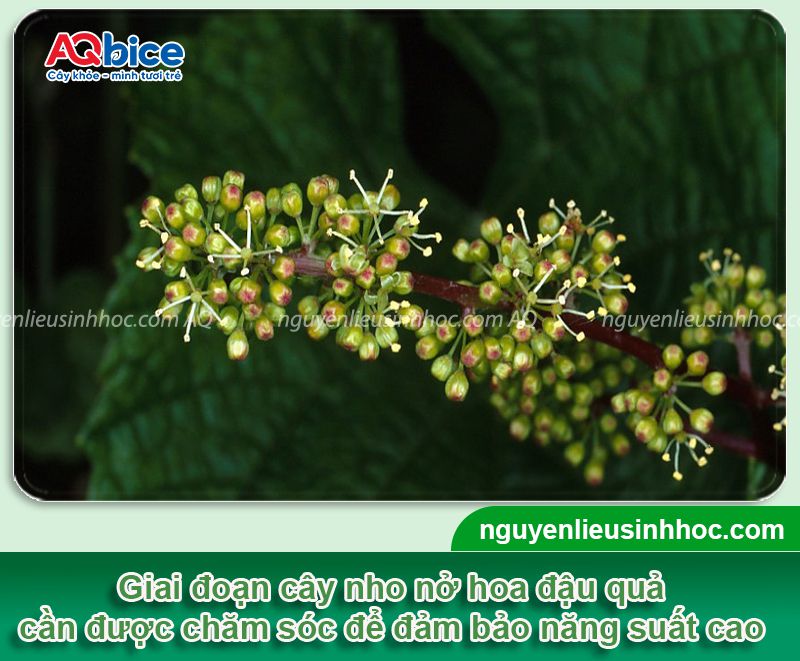 Thuốc kích ra hoa nho Bloom chống rụng hoa, trái đậu nhiều 2 Thuốc kích ra hoa nho Bloom chống rụng hoa, trái đậu trĩu cành
