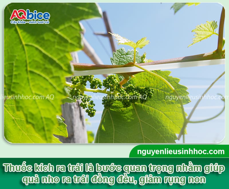 Thuốc kích nho ra quả: Bí quyết lựa chọn và dùng đúng cách 2 Thuốc kích nho ra quả: Bí quyết chọn và dùng thuốc đúng cách