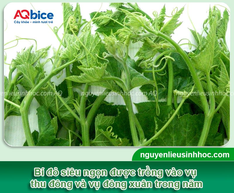 Cách trồng bí đỏ lấy ngọn tại nhà, thu hoạch quanh năm 2 Trồng bí đỏ lấy ngọn tại nhà năng suất cao thu hoạch quanh năm