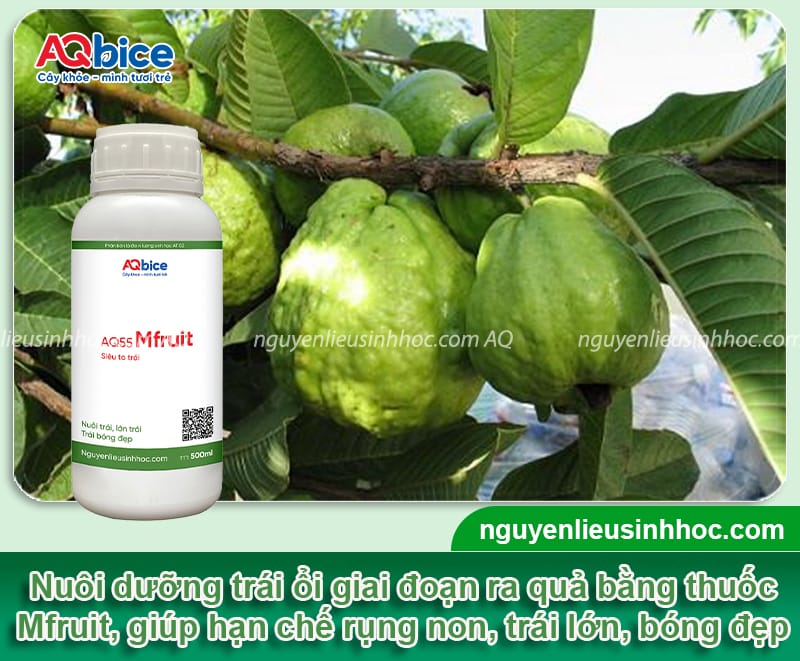 Cách chăm sóc cây ổi ra quả to ngọt, tránh rụng trái non 9 Cách chăm sóc cây ổi ra quả to ngọt, tránh rụng trái non