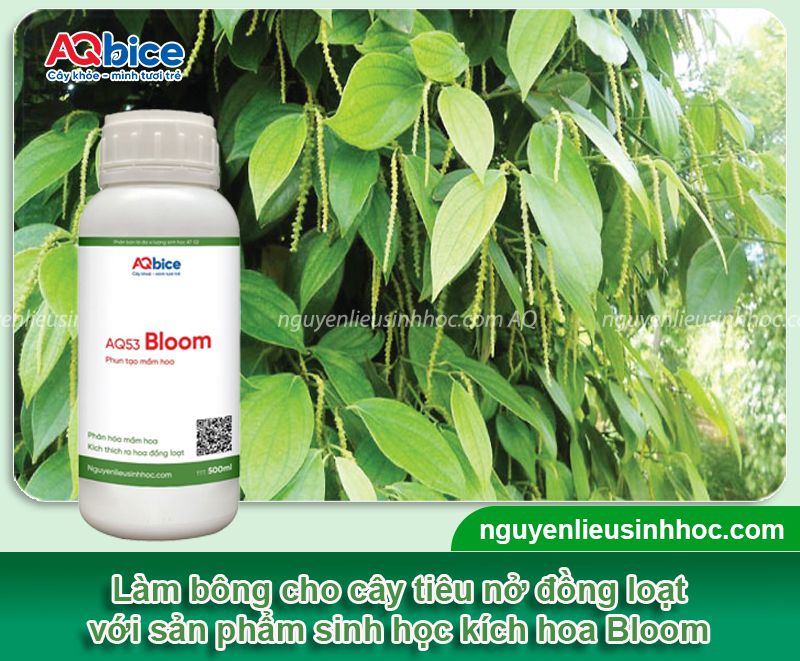 Thuốc kích bông tiêu Bloom giúp hoa ra đồng loạt, chuỗi dài 3 Thuốc kích bông tiêu Bloom ra hoa đồng loạt, năng suất cao