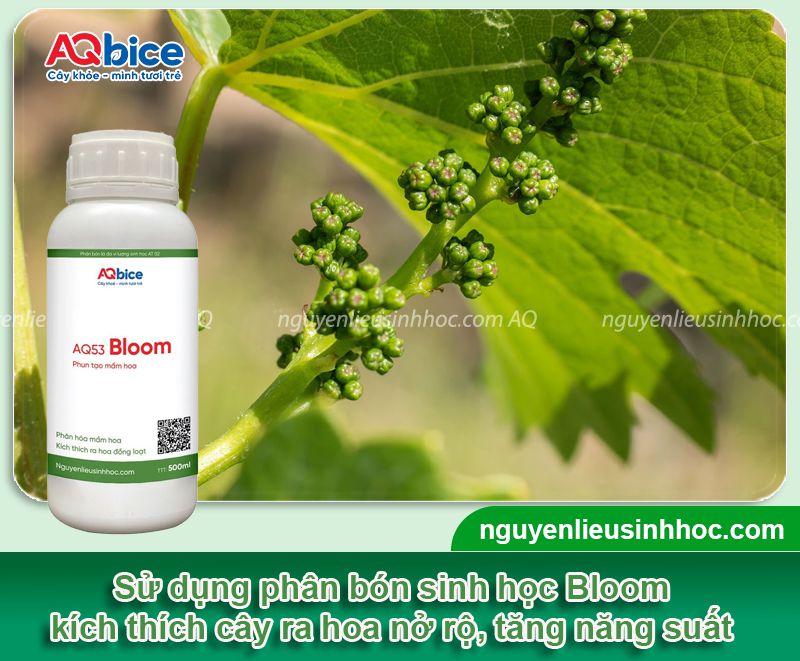 Thuốc kích ra hoa nho Bloom chống rụng hoa, trái đậu nhiều 3 Thuốc kích ra hoa nho Bloom chống rụng hoa, trái đậu trĩu cành