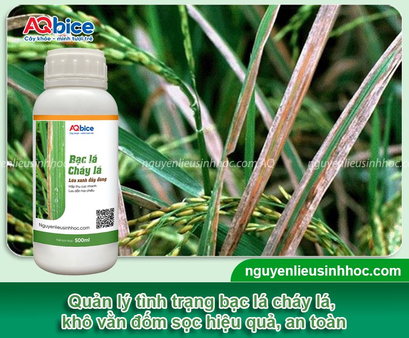 Thuốc sinh học cho lúa giúp nâng cao năng suất vụ mùa 6 Bộ sản phẩm thuốc sinh học cho lúa AQ nâng cao năng suất lúa