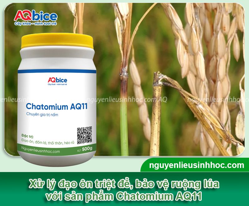Thuốc sinh học cho lúa giúp nâng cao năng suất vụ mùa 5 Bộ sản phẩm thuốc sinh học cho lúa AQ nâng cao năng suất lúa