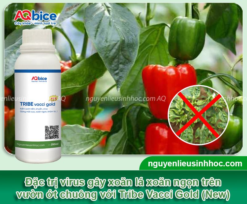 Ớt chuông bị xoăn lá: Nguyên nhân, cách phòng trị hiệu quả