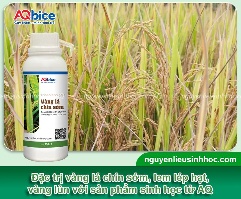 Thuốc sinh học cho lúa giúp nâng cao năng suất vụ mùa 7 Bộ sản phẩm thuốc sinh học cho lúa AQ nâng cao năng suất lúa