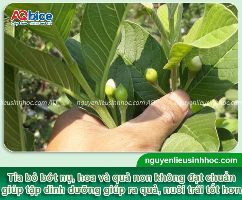 Cách chăm sóc cây ổi ra quả to ngọt, tránh rụng trái non 6 Cách chăm sóc cây ổi ra quả to ngọt, tránh rụng trái non