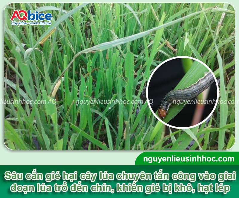 Phòng trừ sâu cắn gié hại lúa bằng các phương pháp an toàn