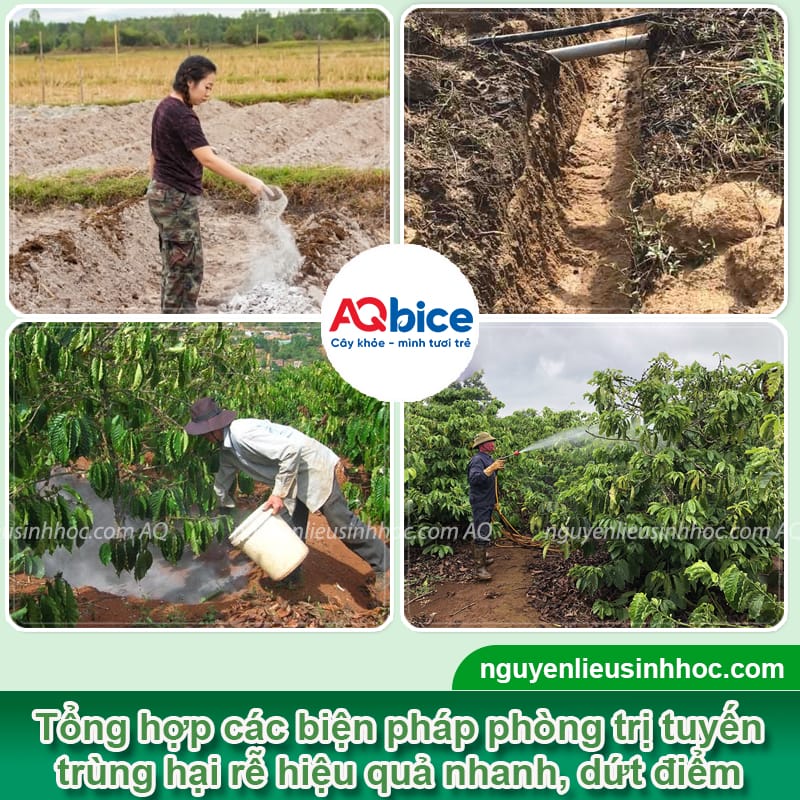 Thuốc trừ tuyến trùng sinh học tận gốc Padave Cha giúp bảo vệ bộ rễ cây