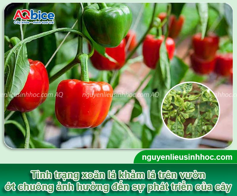 Ớt chuông bị xoăn lá: Nguyên nhân & Cách phòng trừ hiệu quả 1 Ớt chuông bị xoăn lá: Nguyên nhân, cách phòng trị hiệu quả